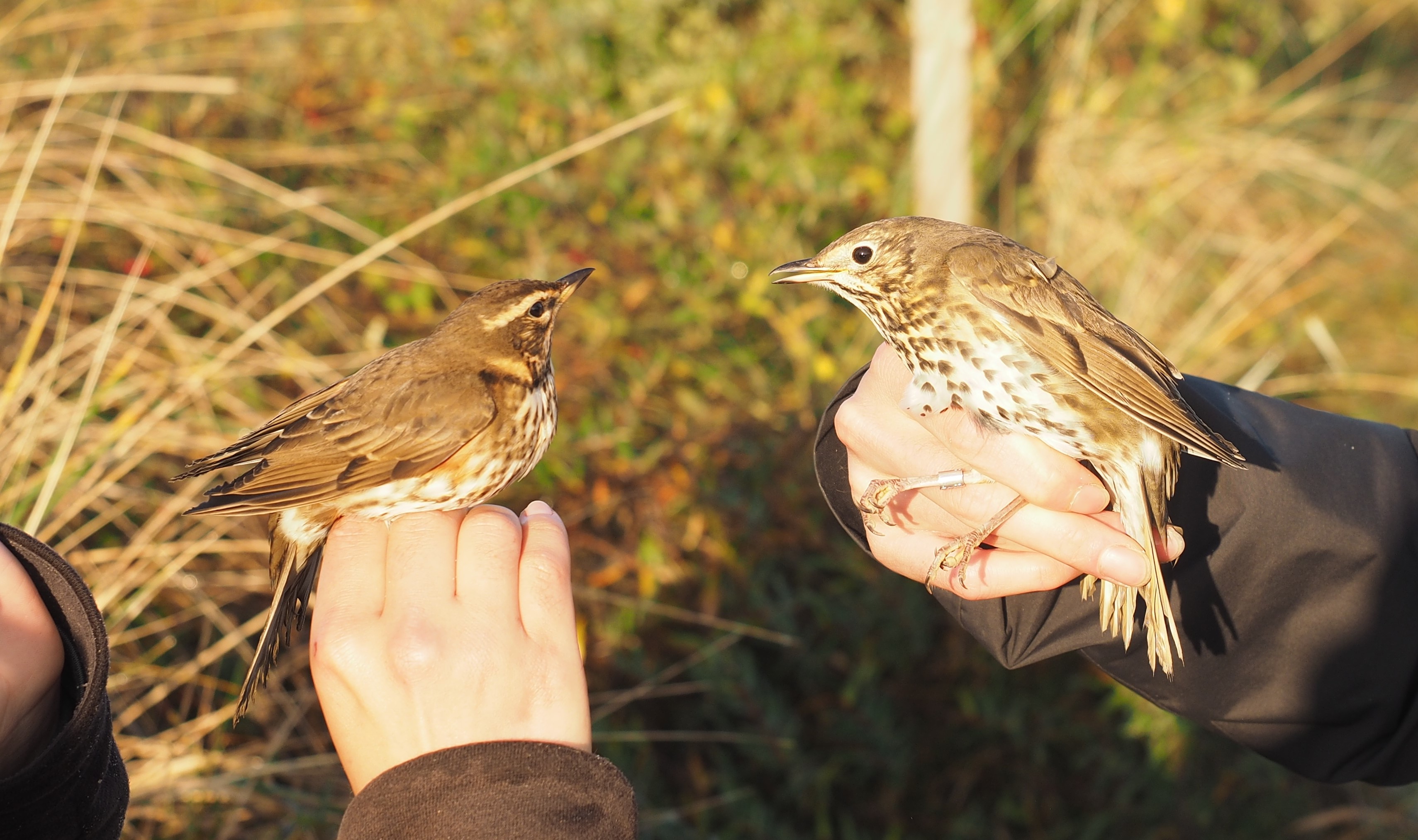 26 10 24 Blog Thrushes SorenWilhelmsen