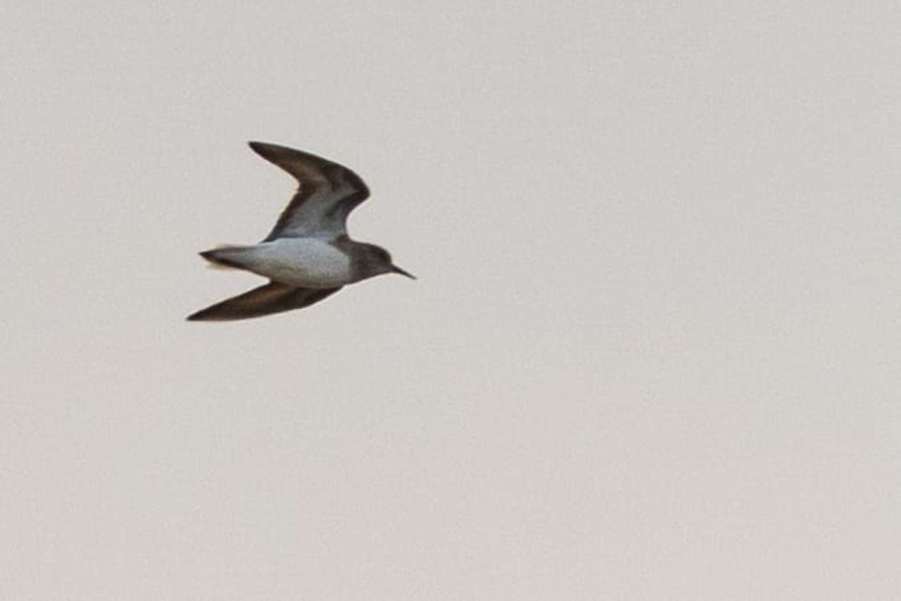 260515 Temminck Stint