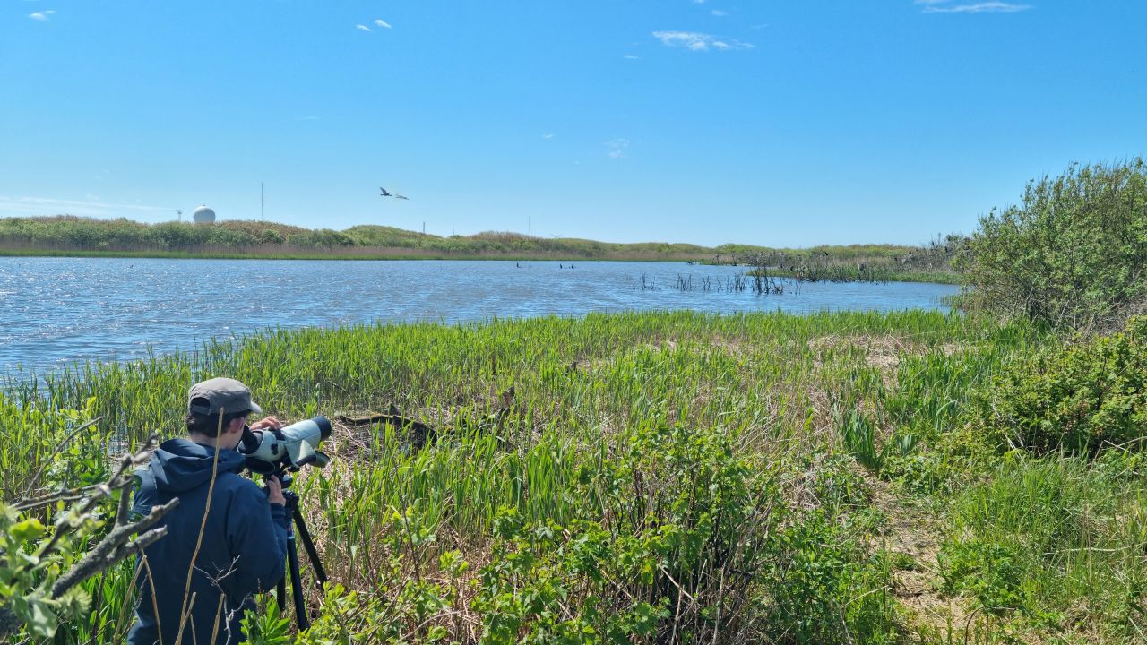 260521 Cormorants