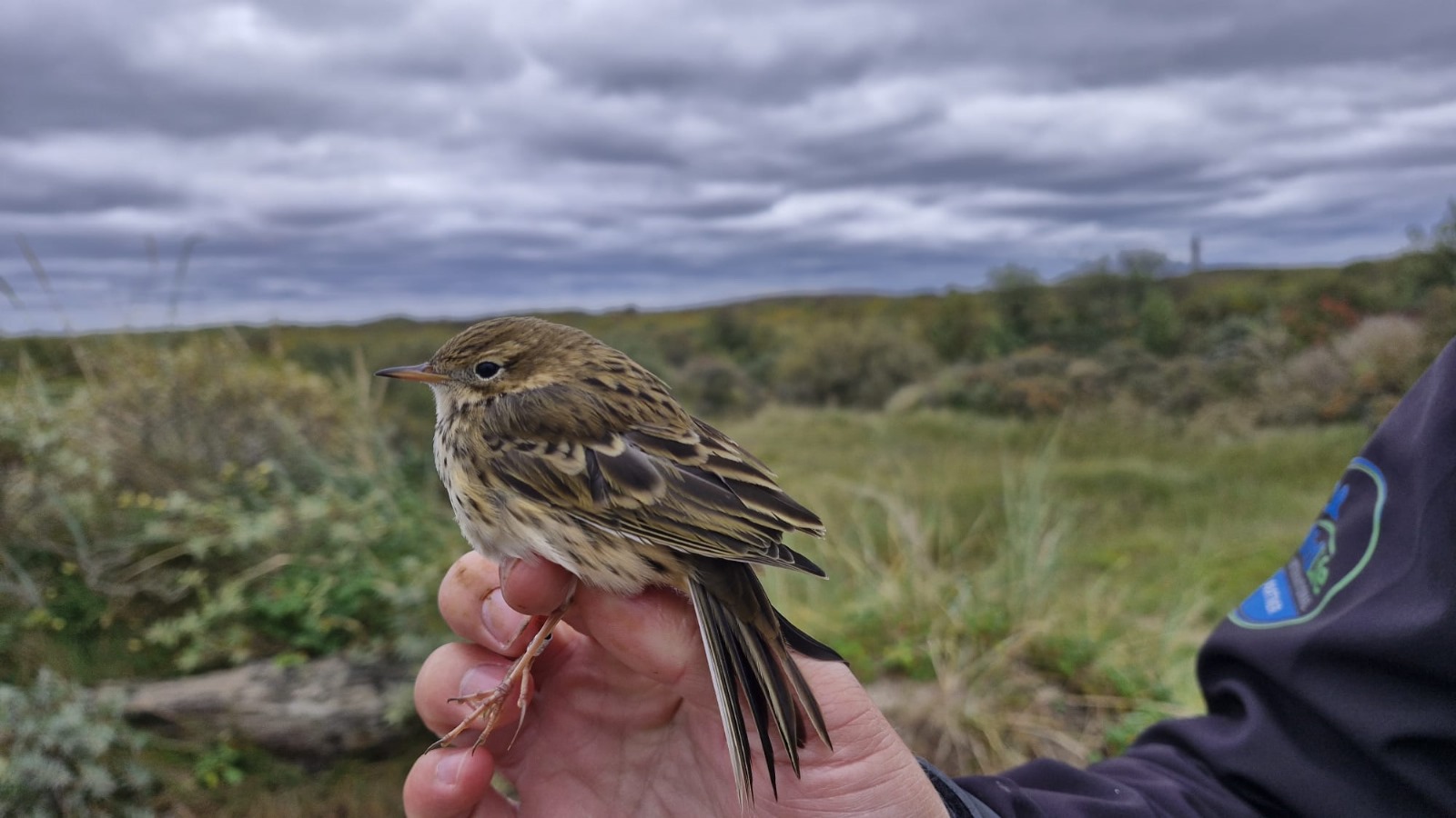 27 09 M Pipit