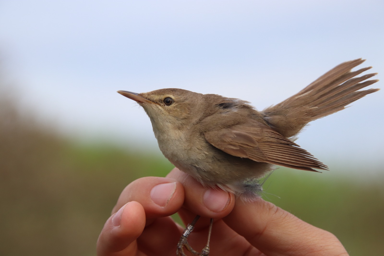 27.05.24 Blyths Reed Warbler