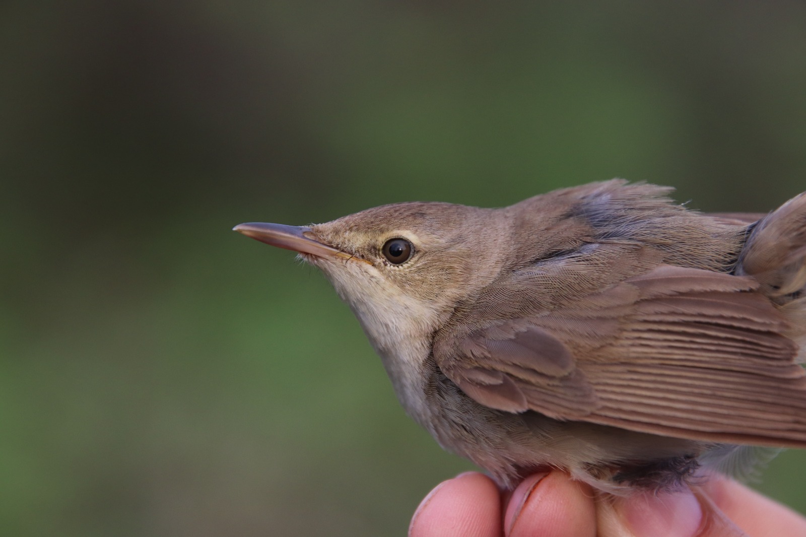 27.05.24 Blyths Reed Warbler headshot