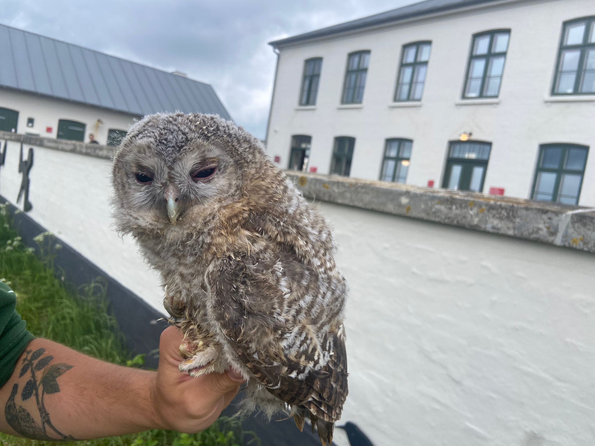 27.05.24 Tawny chick