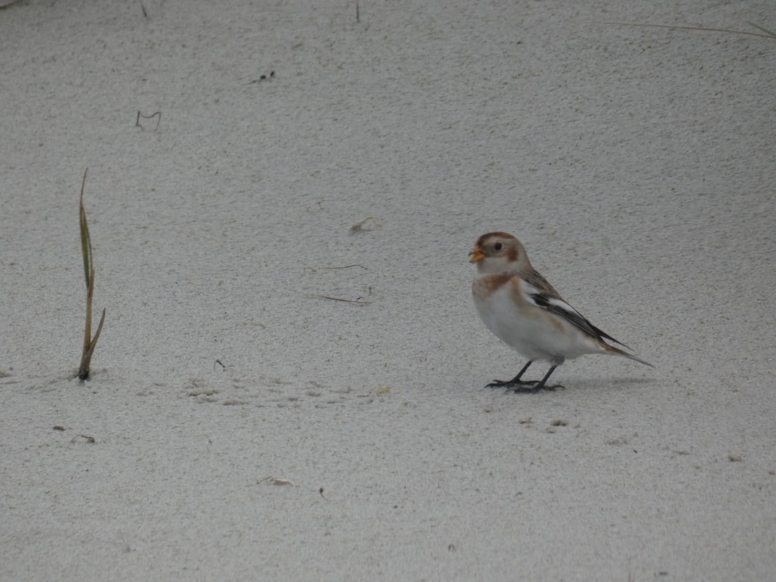 29 10 24 Blog SnowBunting