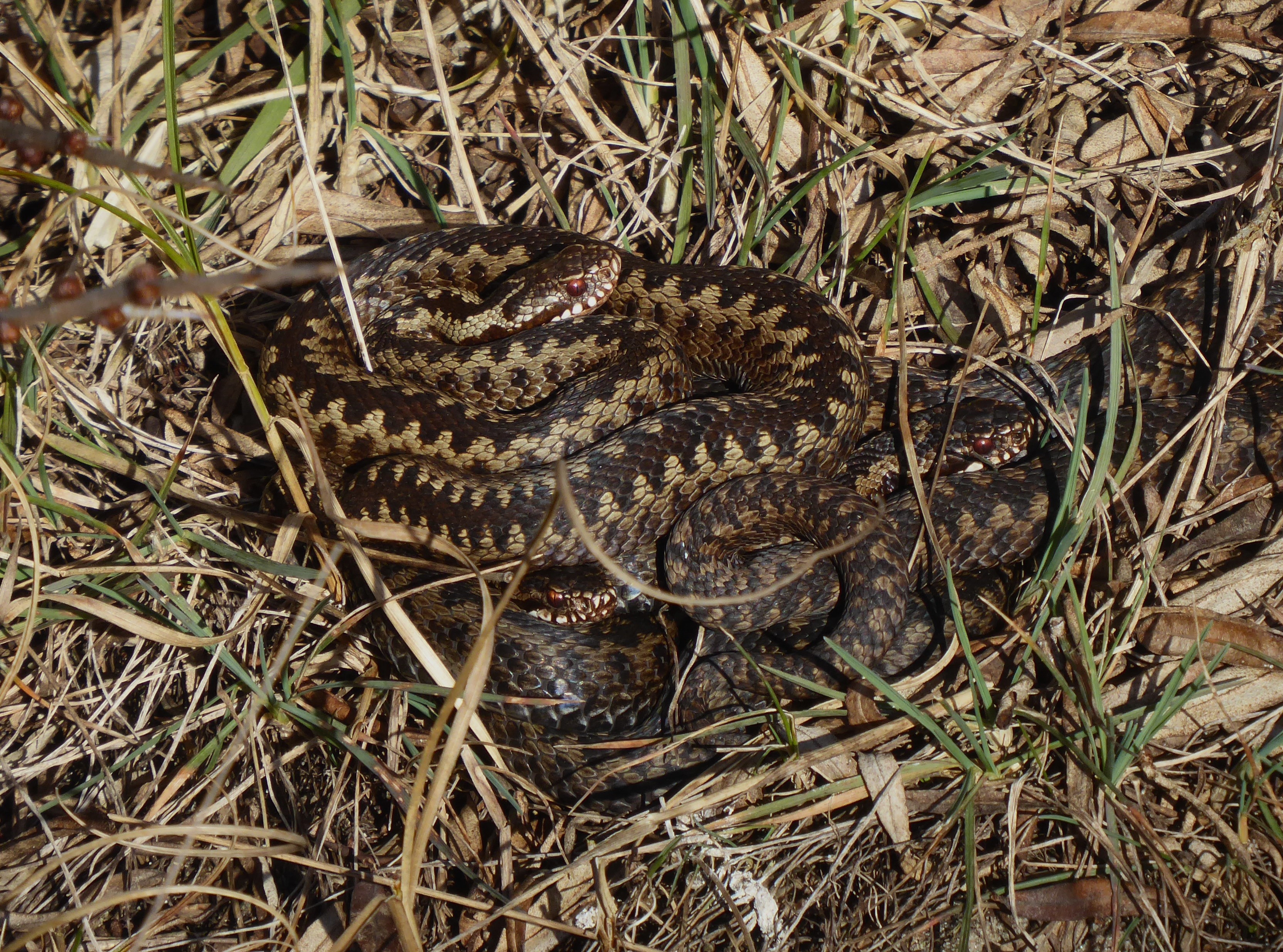 Adder 18 03 2025