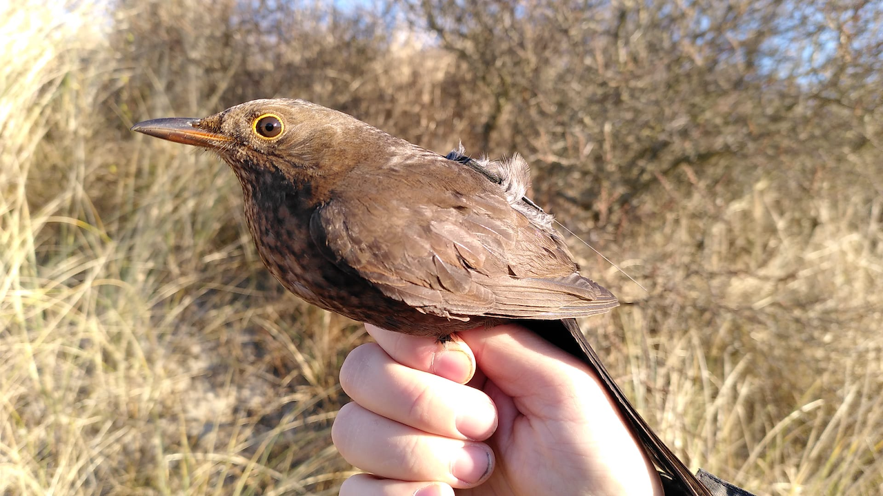 Blackbird nugget