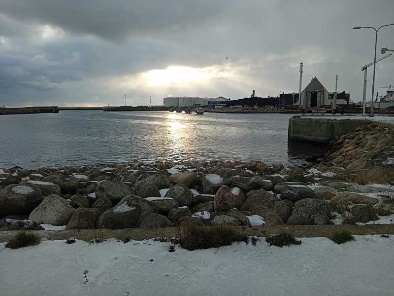 Blackguillemot_Harbour_20112024.jpg