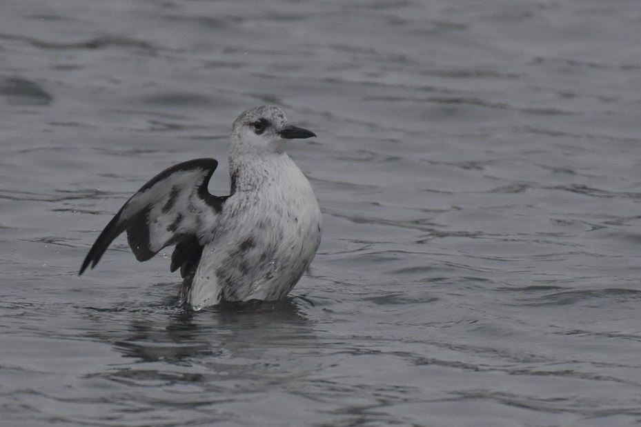 BlkGuillemot_Harbour_20112024.JPG