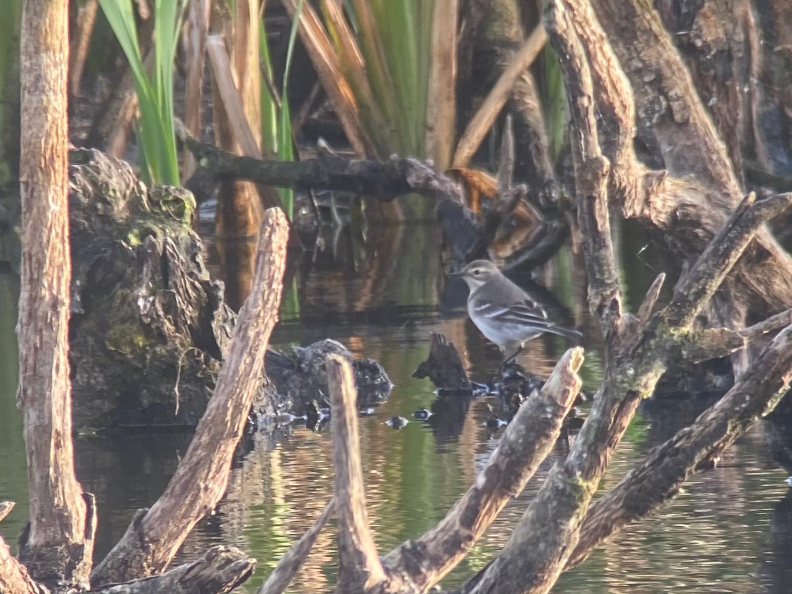 Citrine_wagtail_Skarvsoen_Gabriel.jpeg
