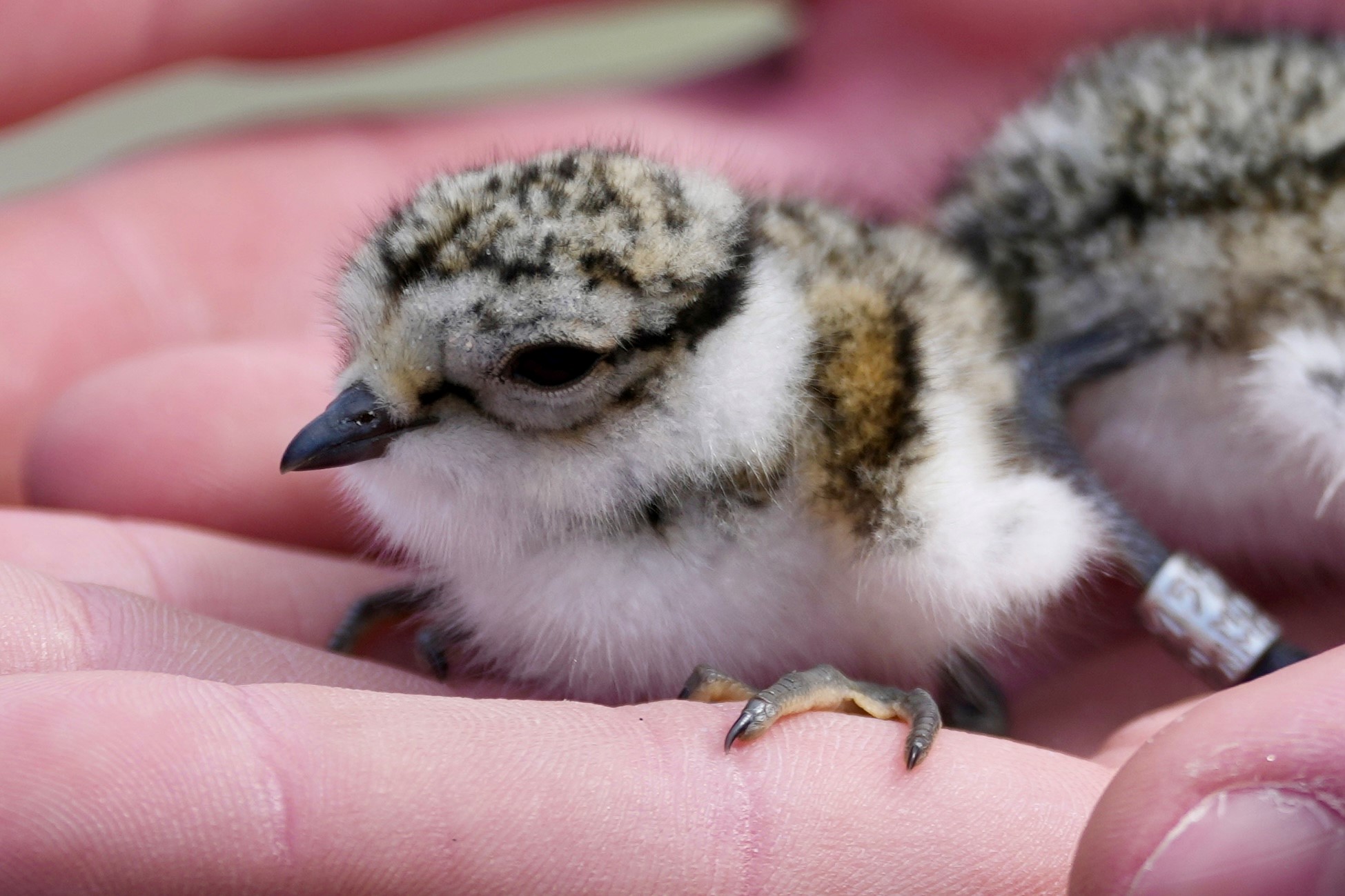 Common Ringed Plover chick Soren Leth Nissen