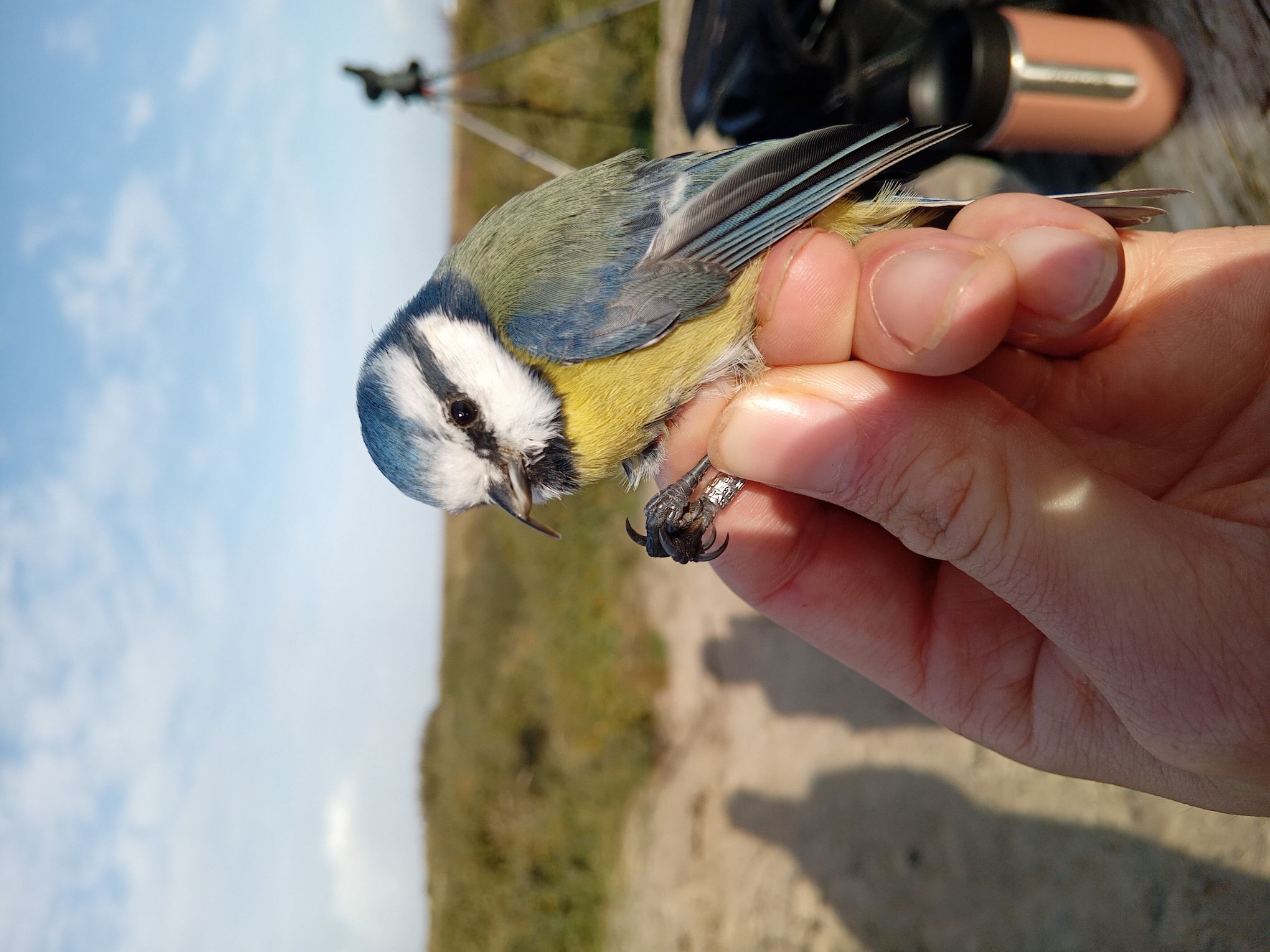 CrossbillBluetit_KAB_22102024.jpg