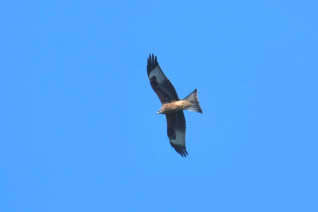 1607 RedKite