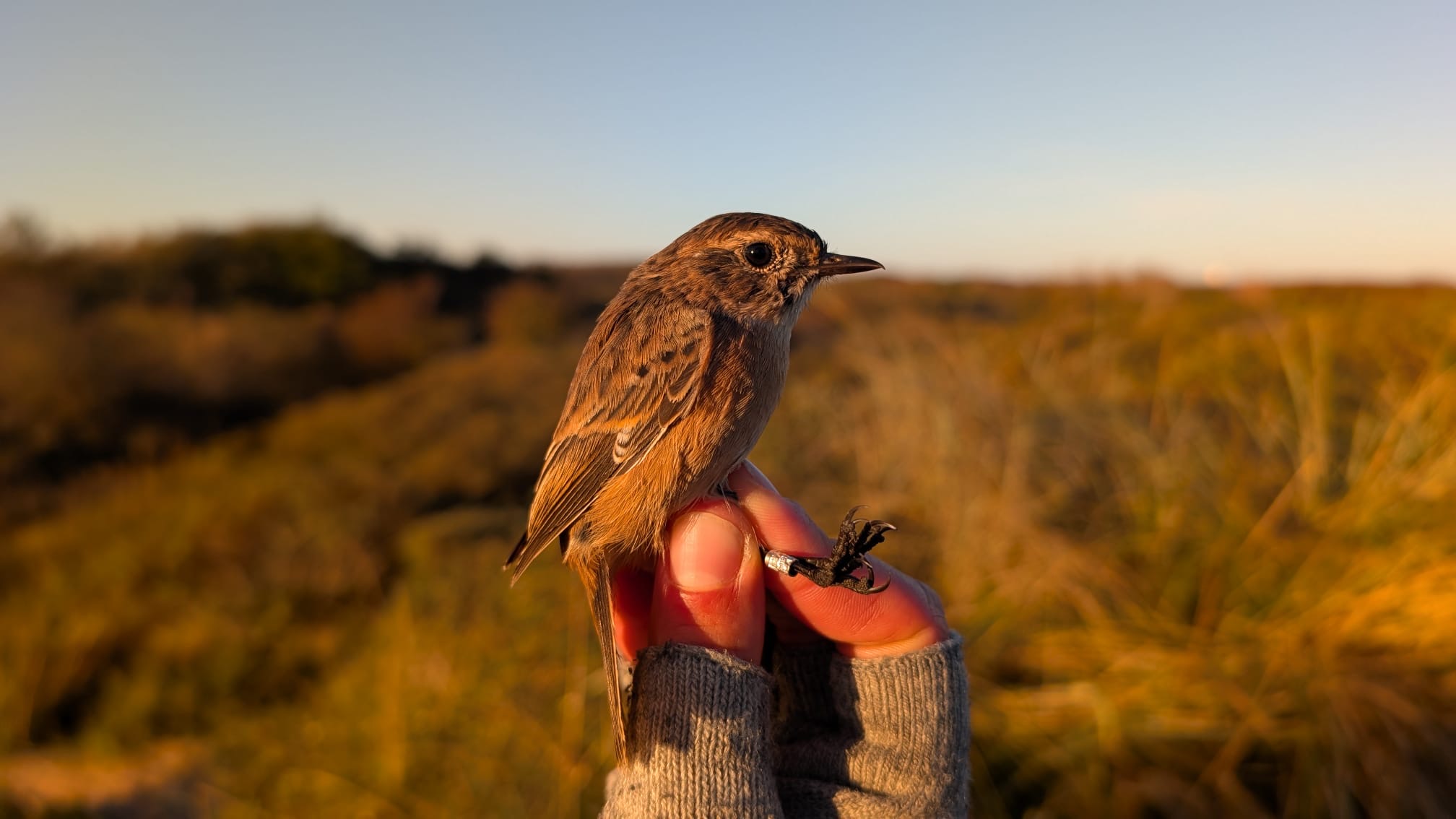 1610Stonechat