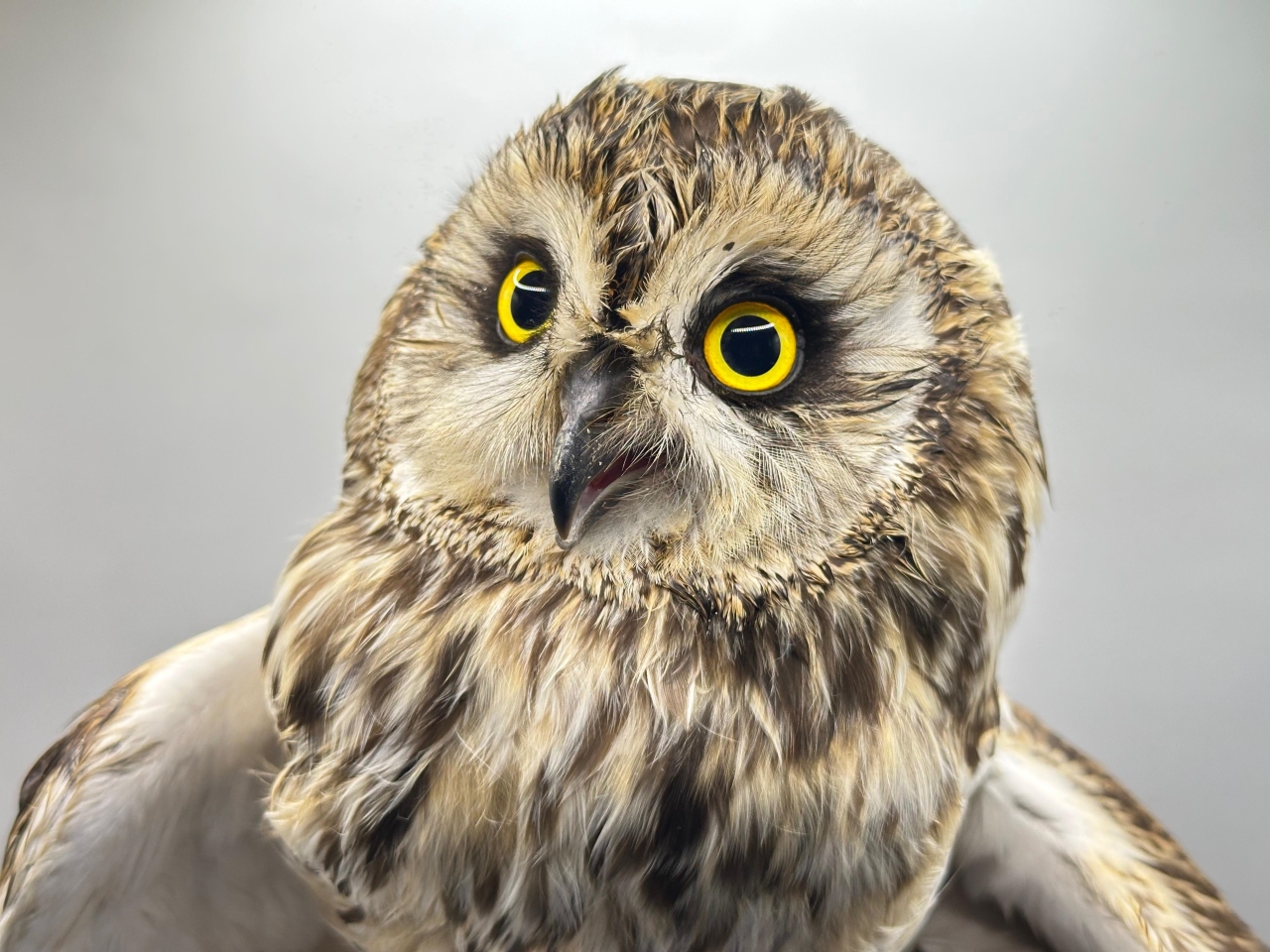 2026 05 14 owl face