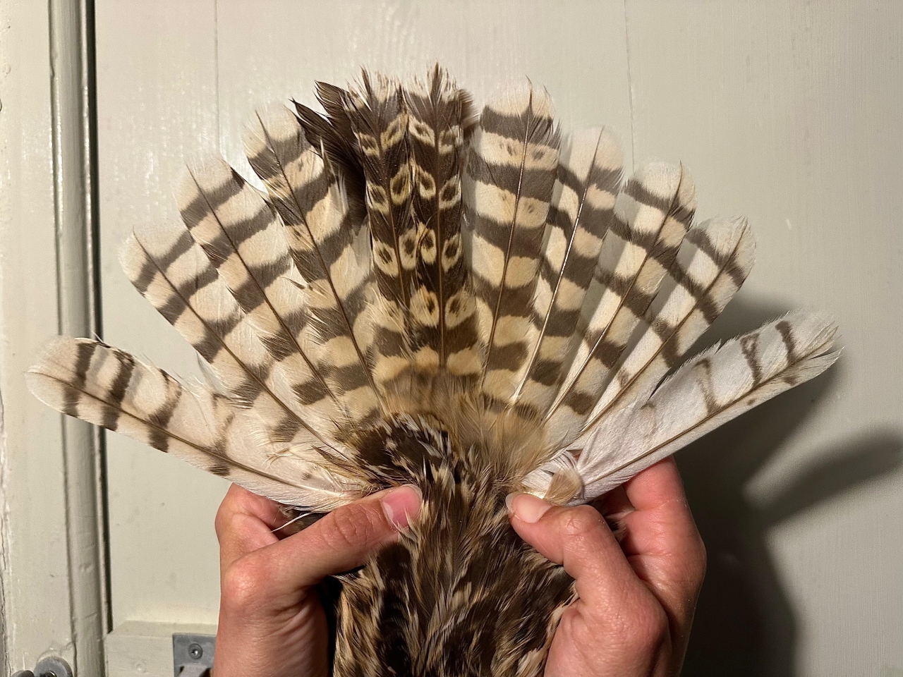 2026 05 14 owl tail