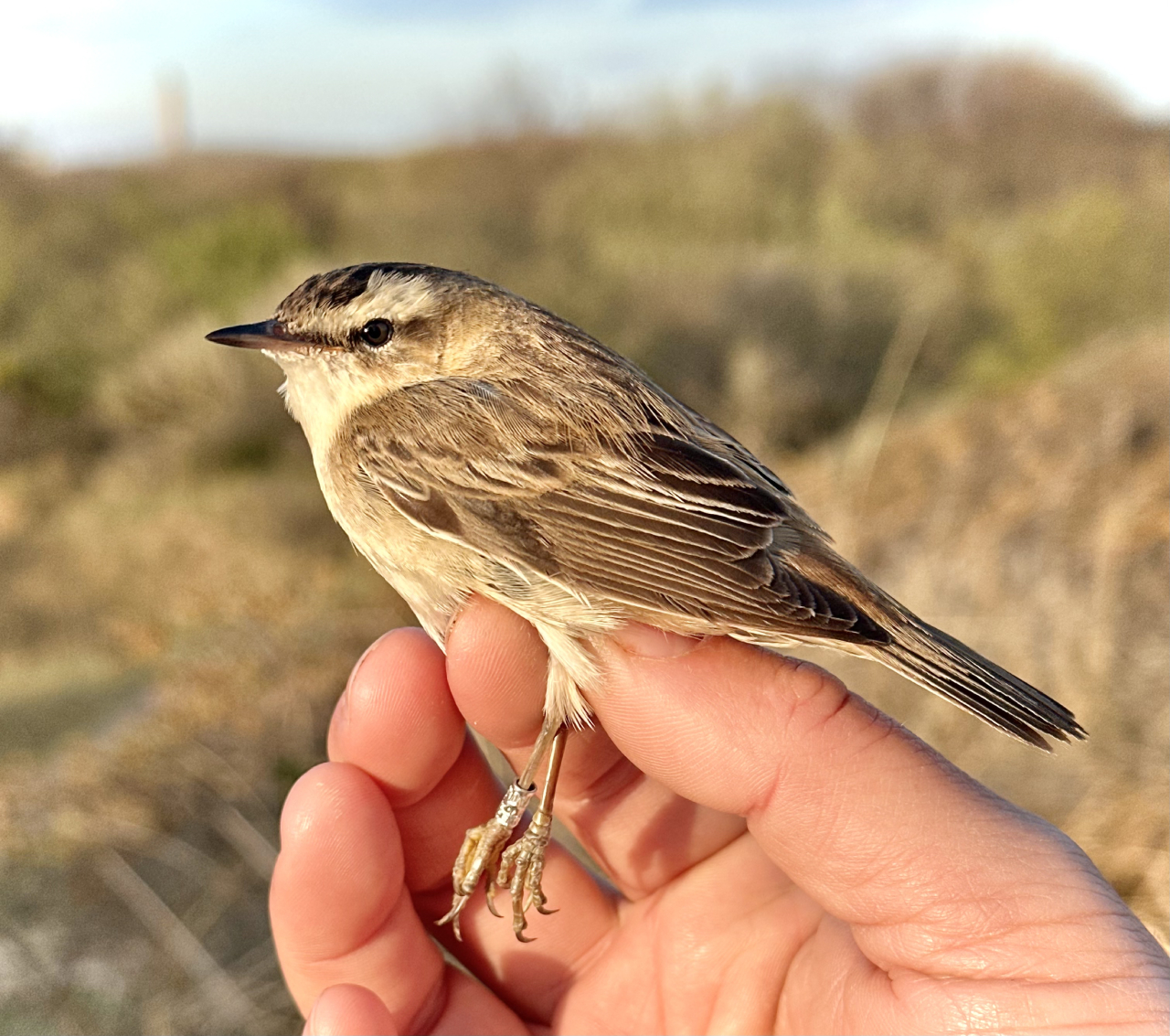 260510 Sedge