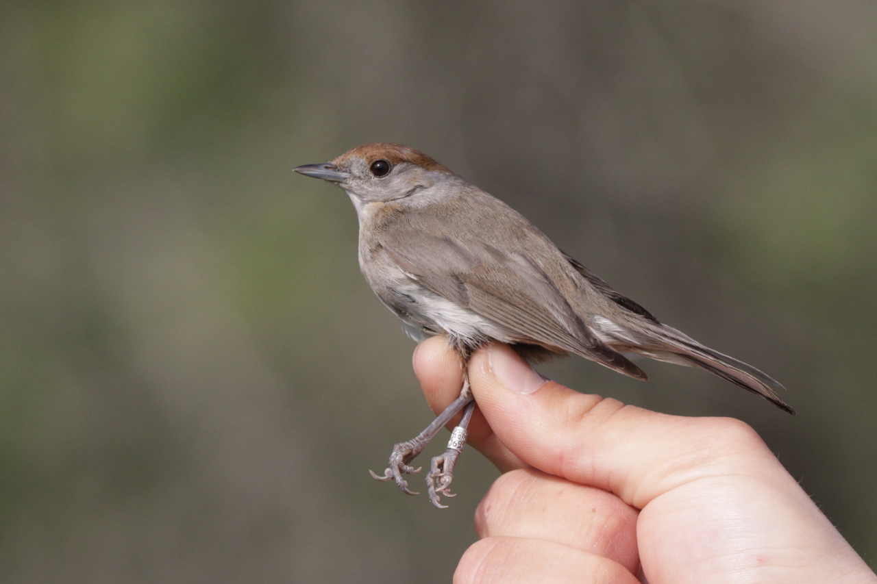 260603 Spanish Blackcap