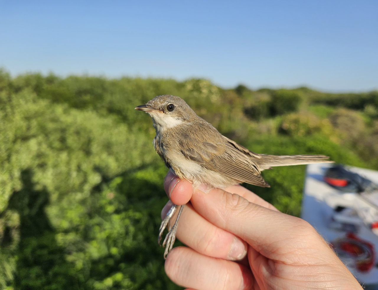260626 1K Lesser Whitethroat