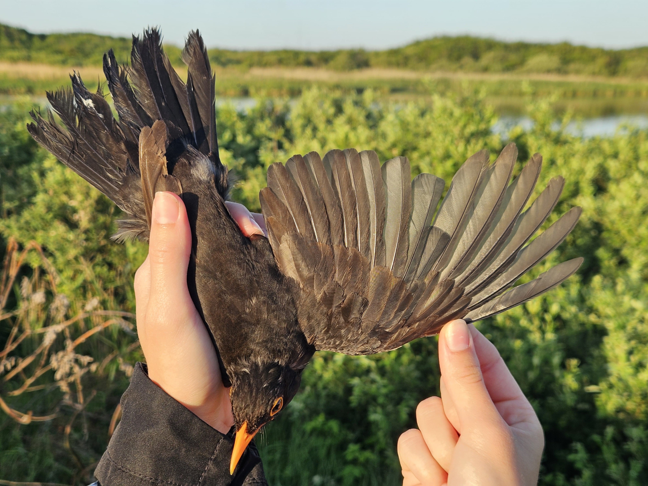 260626 blackbird moult1