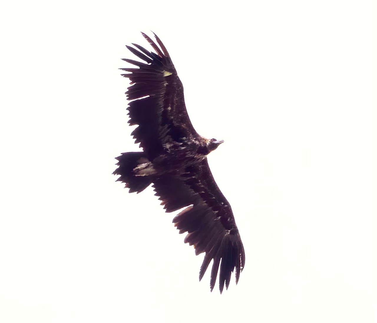 260630 vulture JK