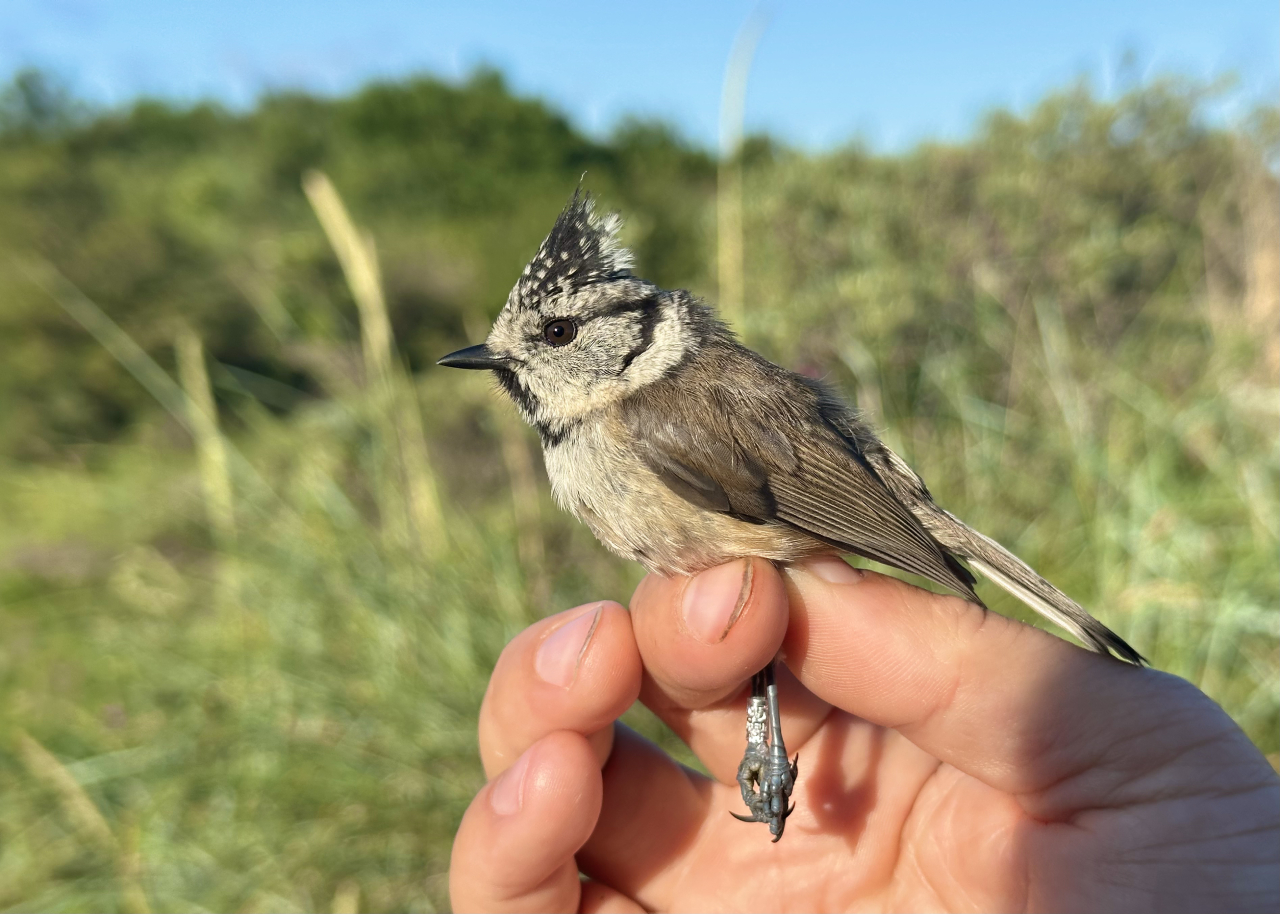 260701 Crested Tit