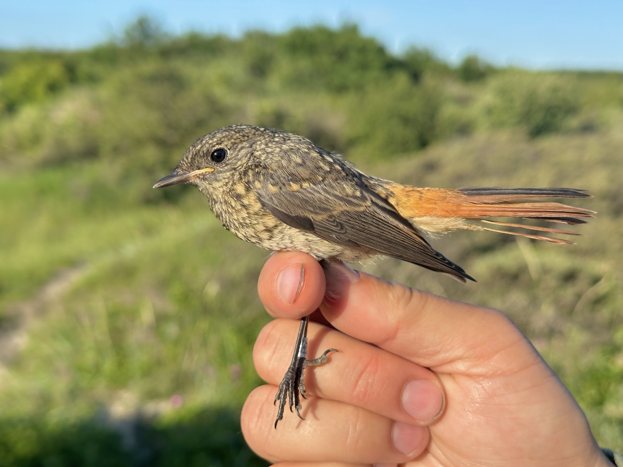260701 Redstart