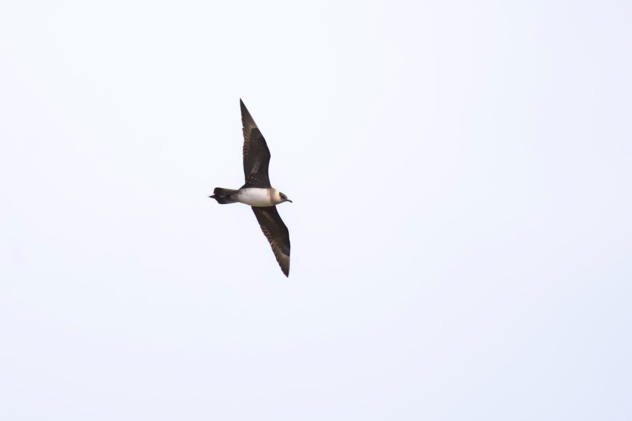 260702 Arctic Skua