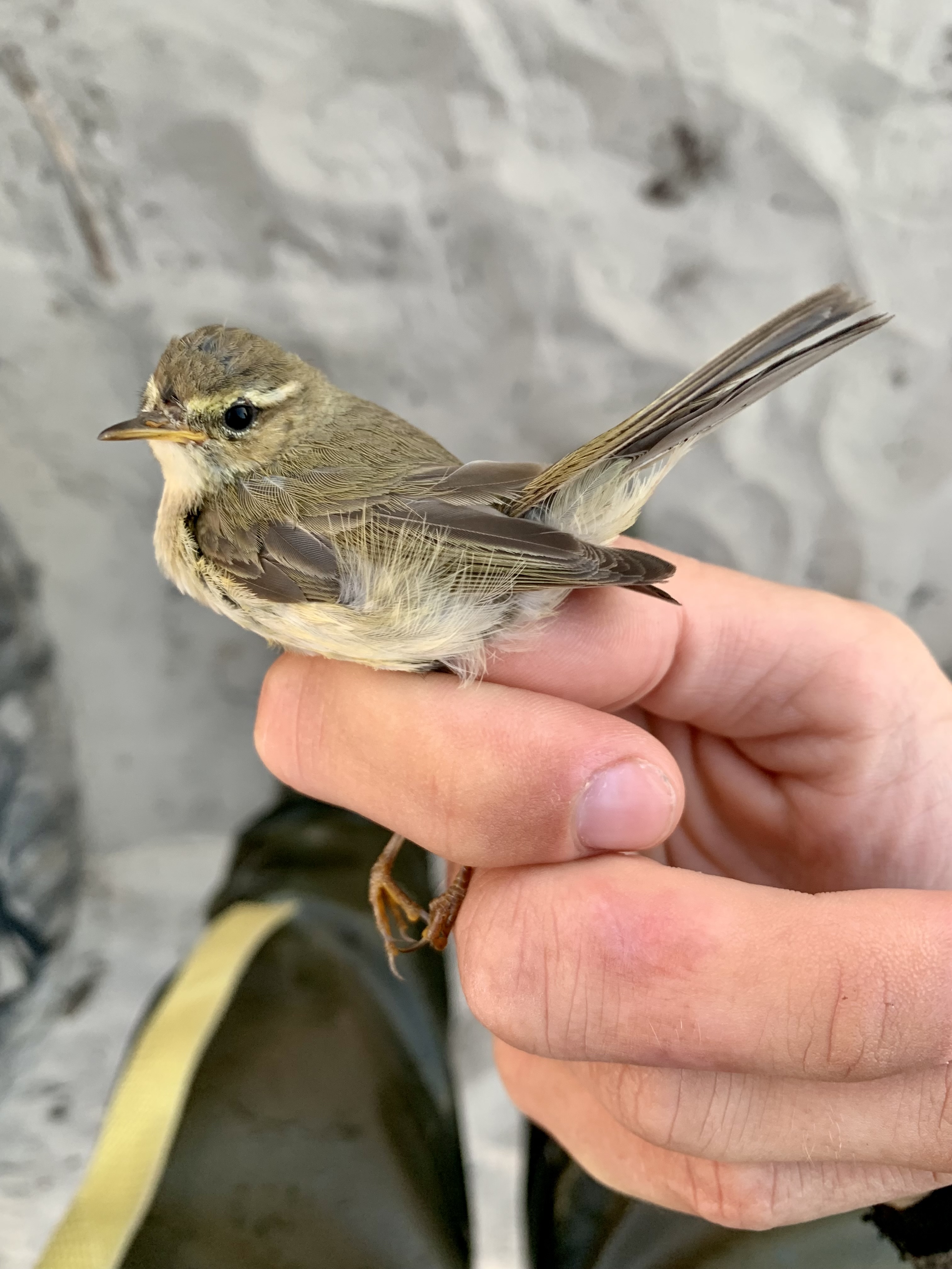 Chiffchaff with interesting supercilium