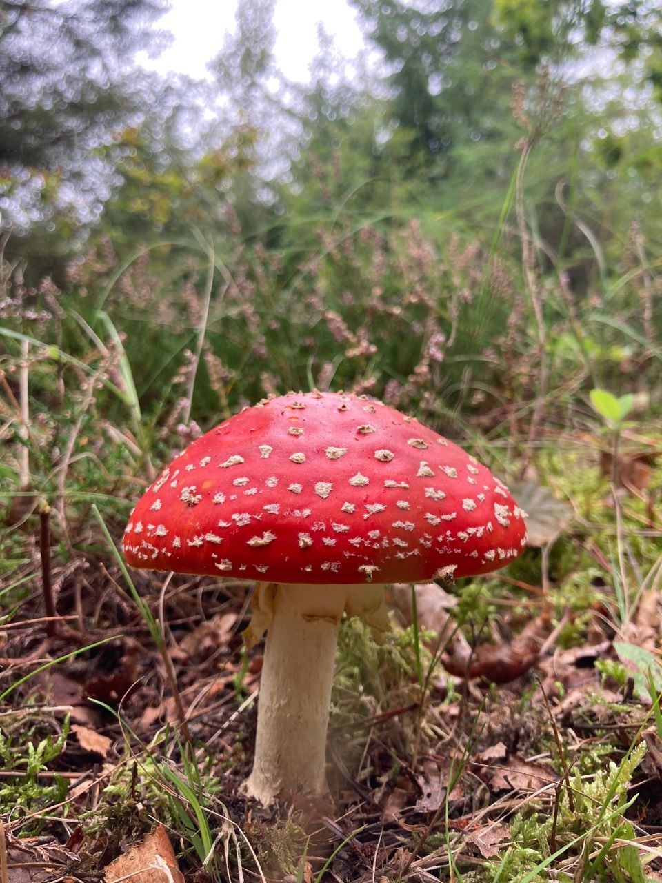 fly agaric 190925