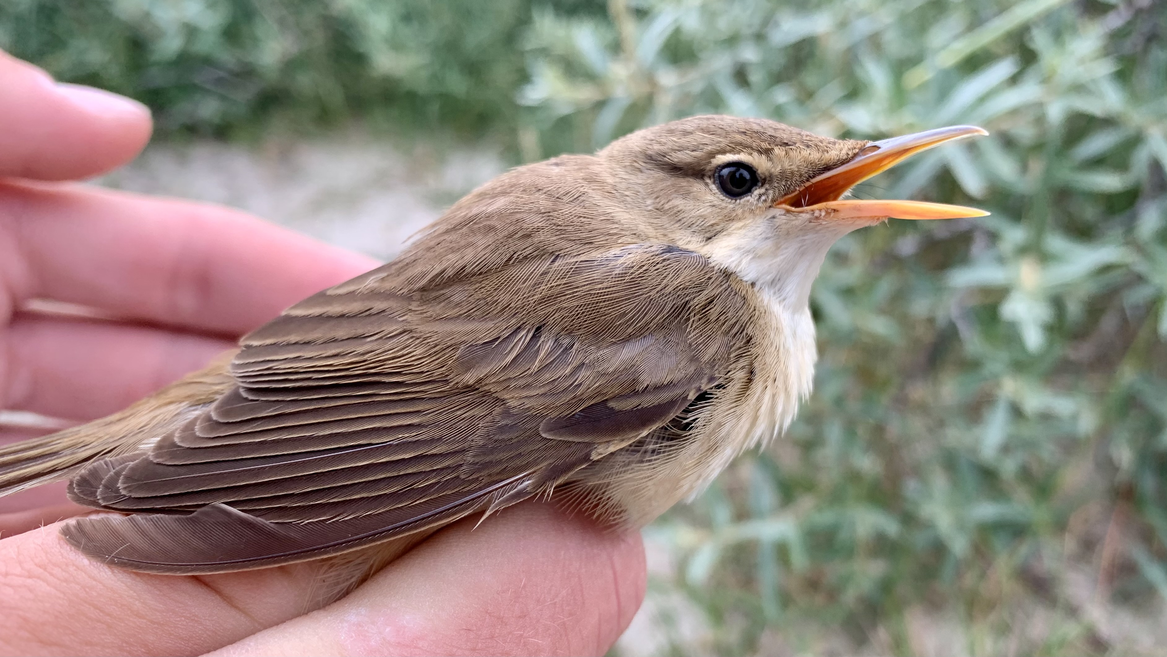 Last bird of the season: Reed Warbler