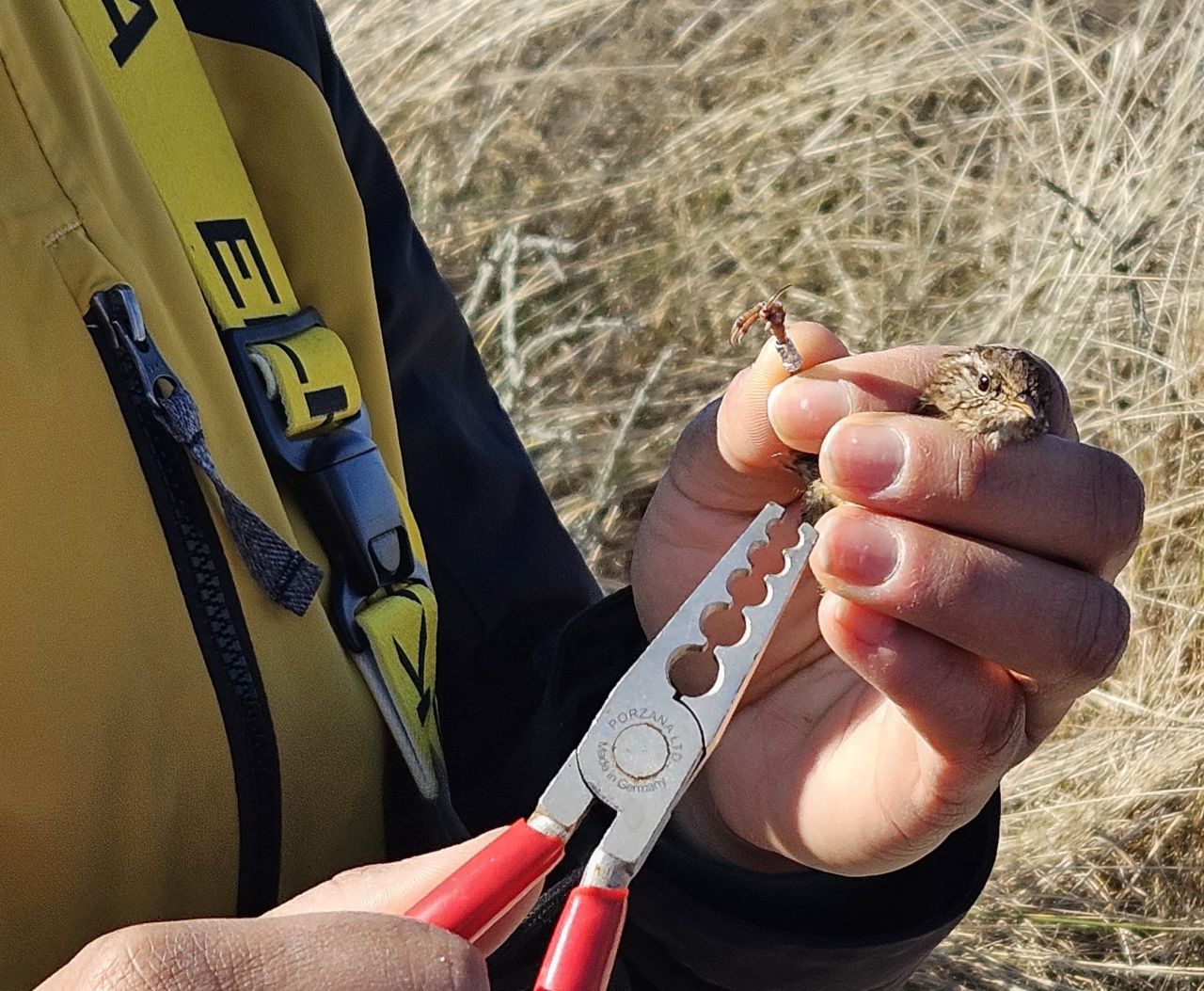 wren banding blog 20250322