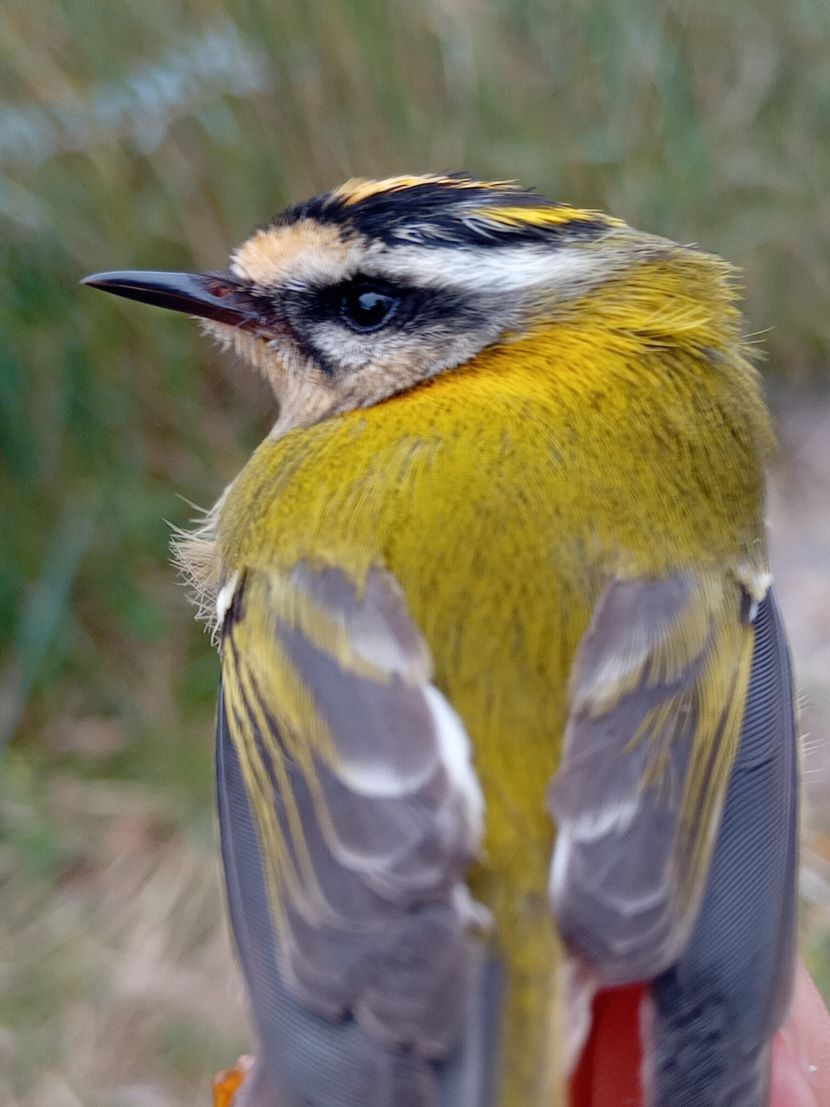 Firecrest_KAB_28102024.jpg