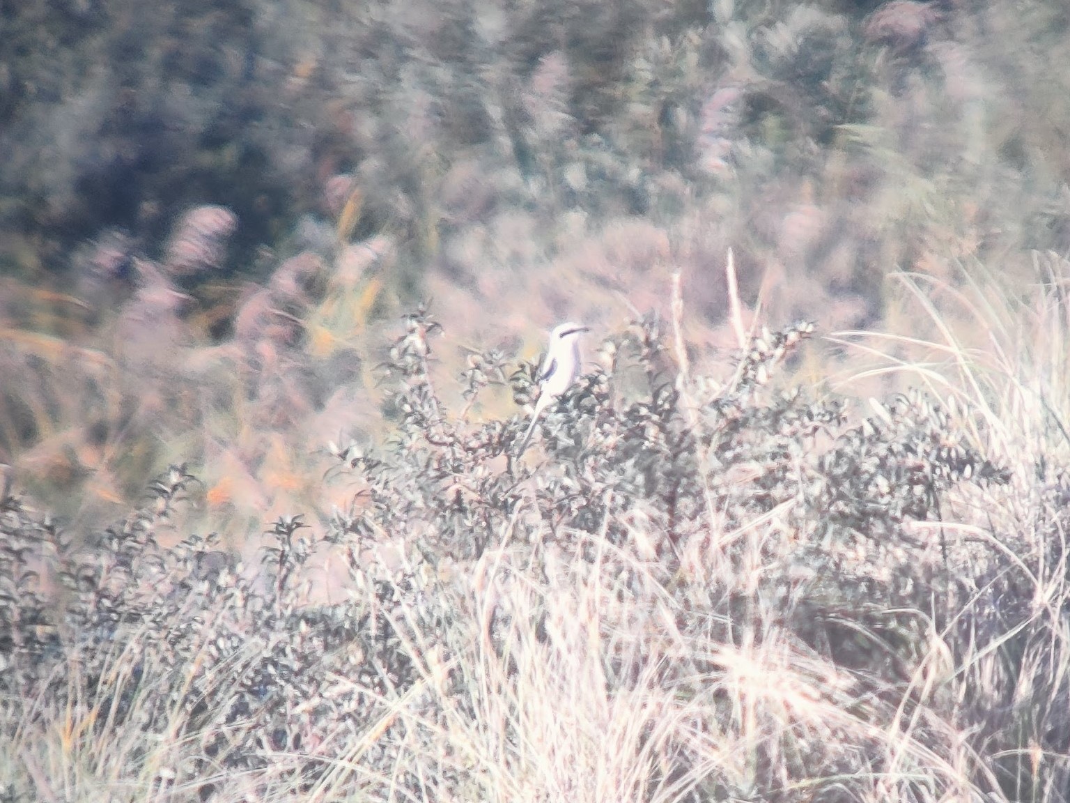 GreatGreyShrike_Grenen_03102024_Ragnar.jpg