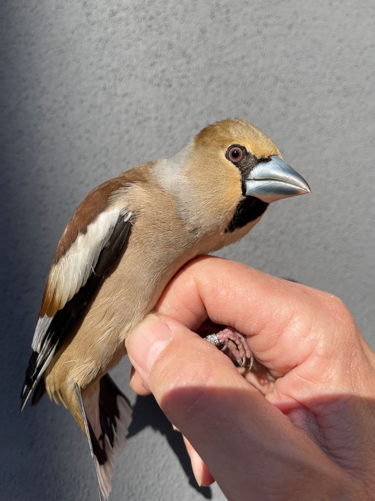 Hawfinch1280MAncher08042026
