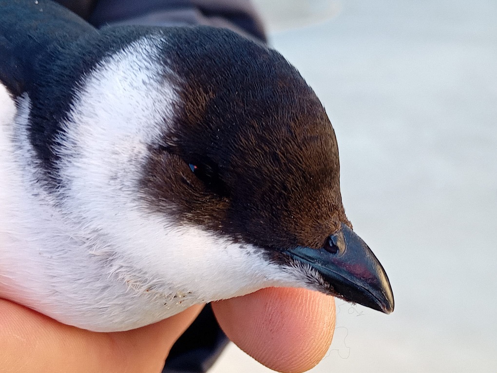 LittleAUk_OBS_22112024.jpg