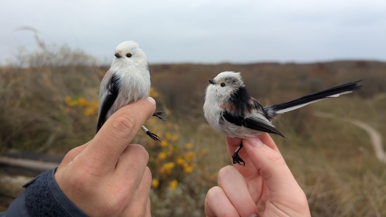 Long-tailed Tit ( Halemejse) after ringing. Photo by János.