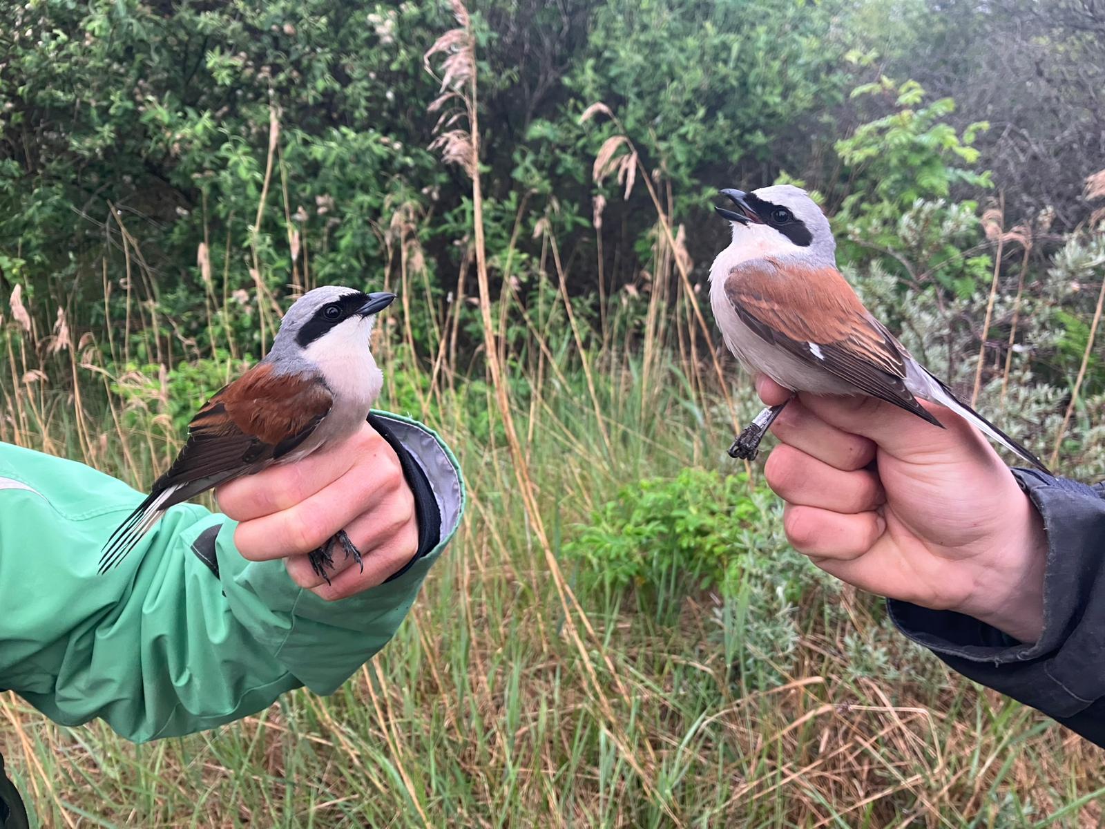 Males red backed shrikes