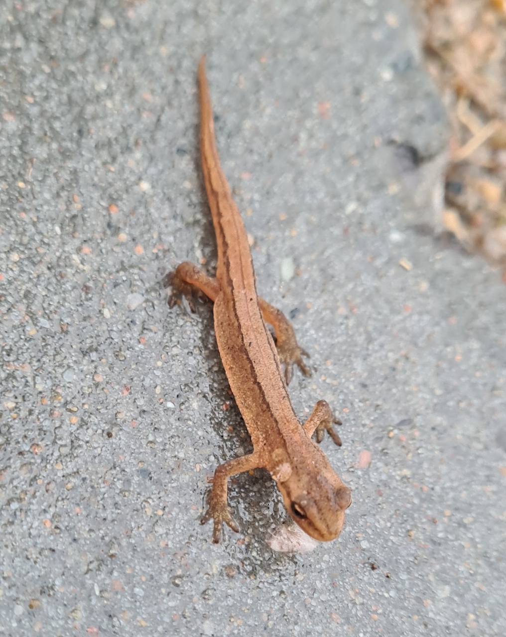 Newt-20260718.jpg