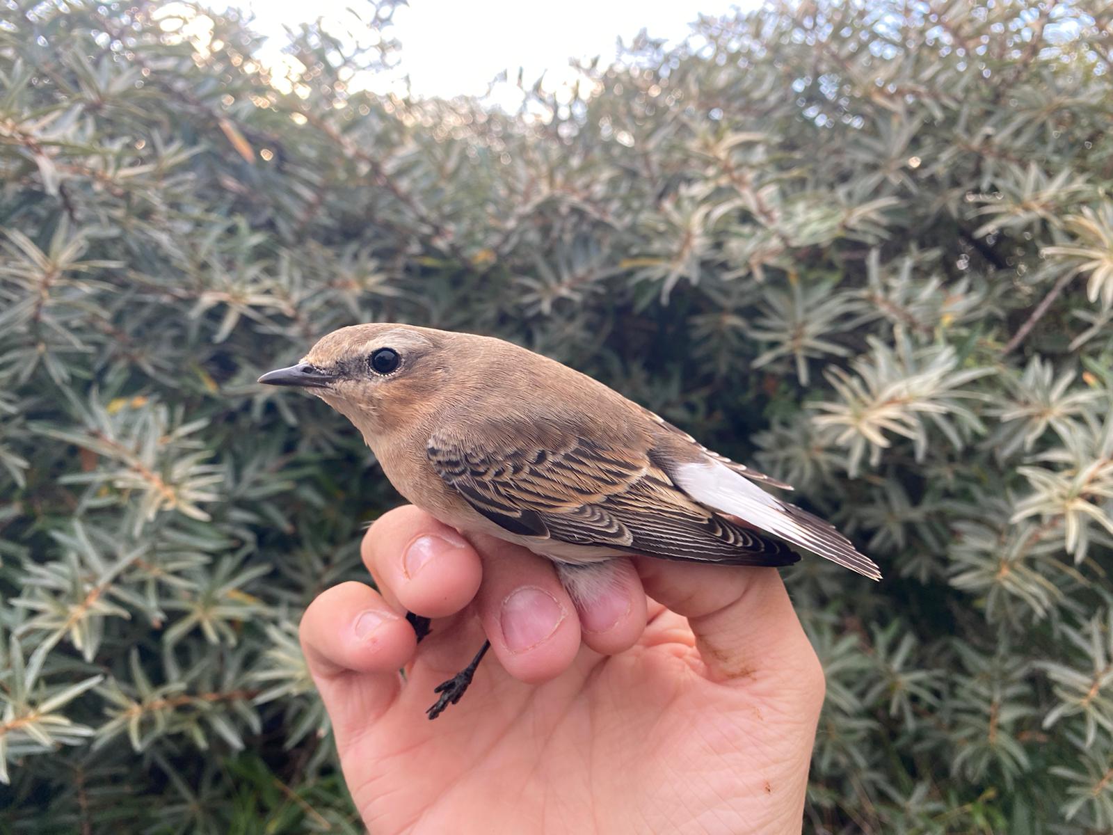 Northern Wheatear