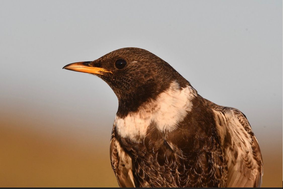 PHOTO 2025 04 29 21 04 16