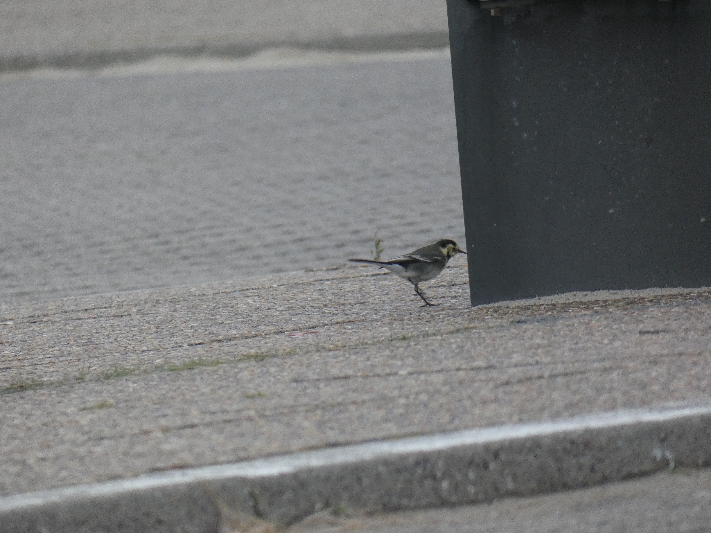 Pied_Wagtail_Hvid_Vipstjert_ssp._Yarrrelli_07.10.2024_Thomas.jpg