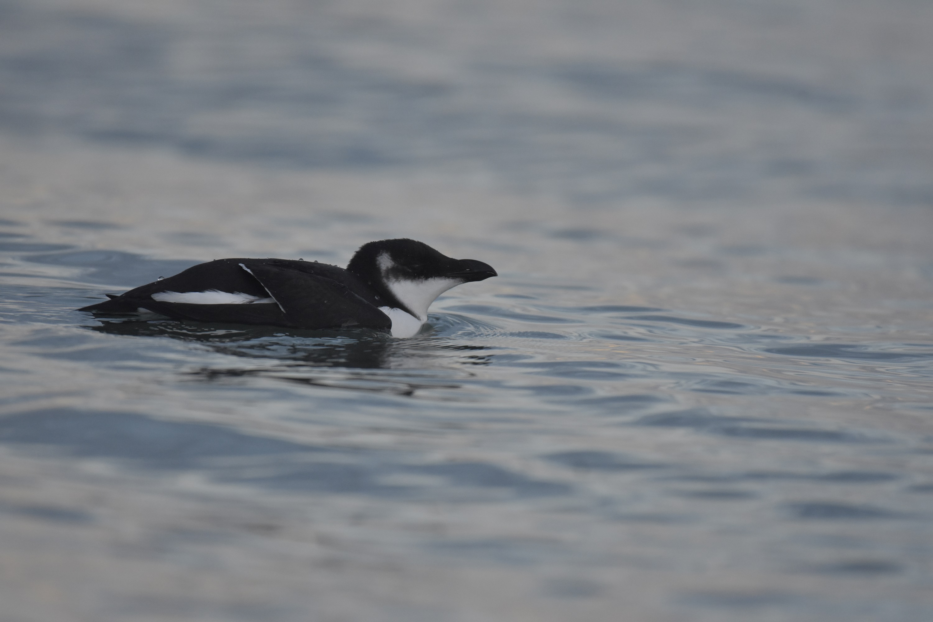 Razorbill_OBS_22112024.jpg