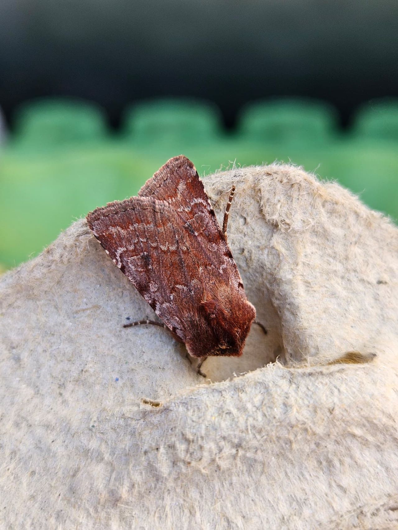 RedChestnut128008042026