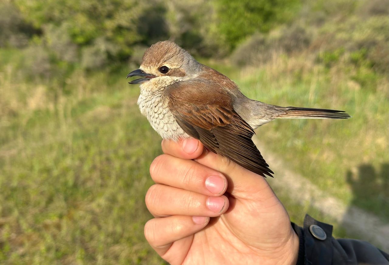 RedbackedShrike2305