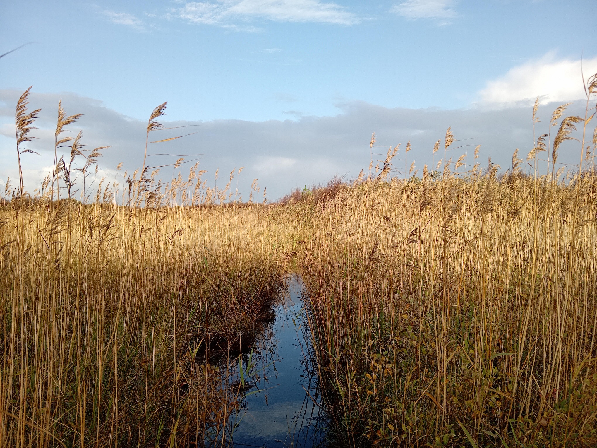 Reedbed_Kabeltromlen_22.10.2024.jpg