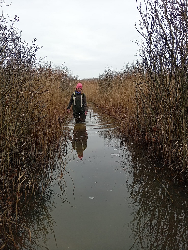 Reedbeds_KAB_01.12.2024.jpg