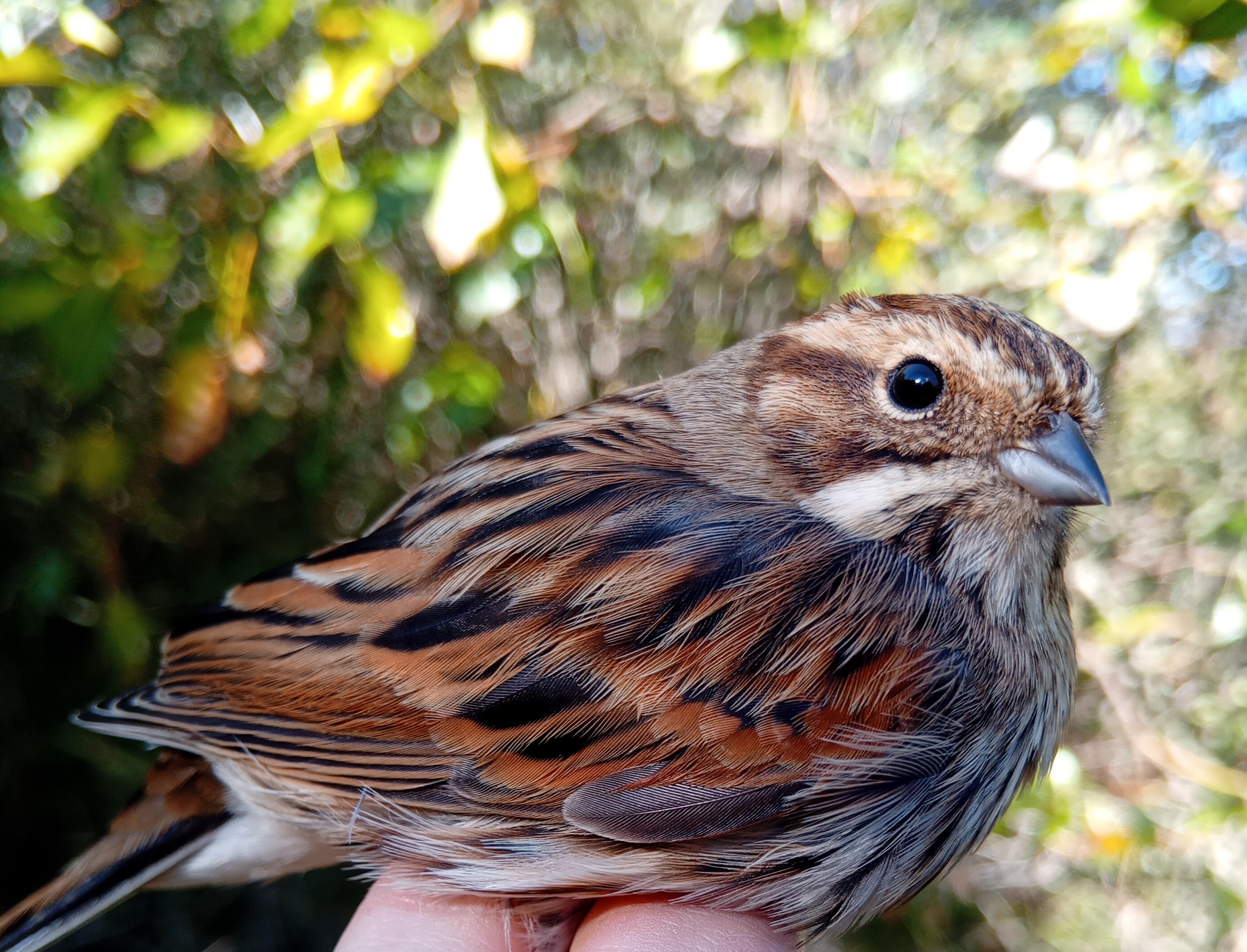 Reedbunting_Rorspurv_03.10.2024_Thomas.jpg