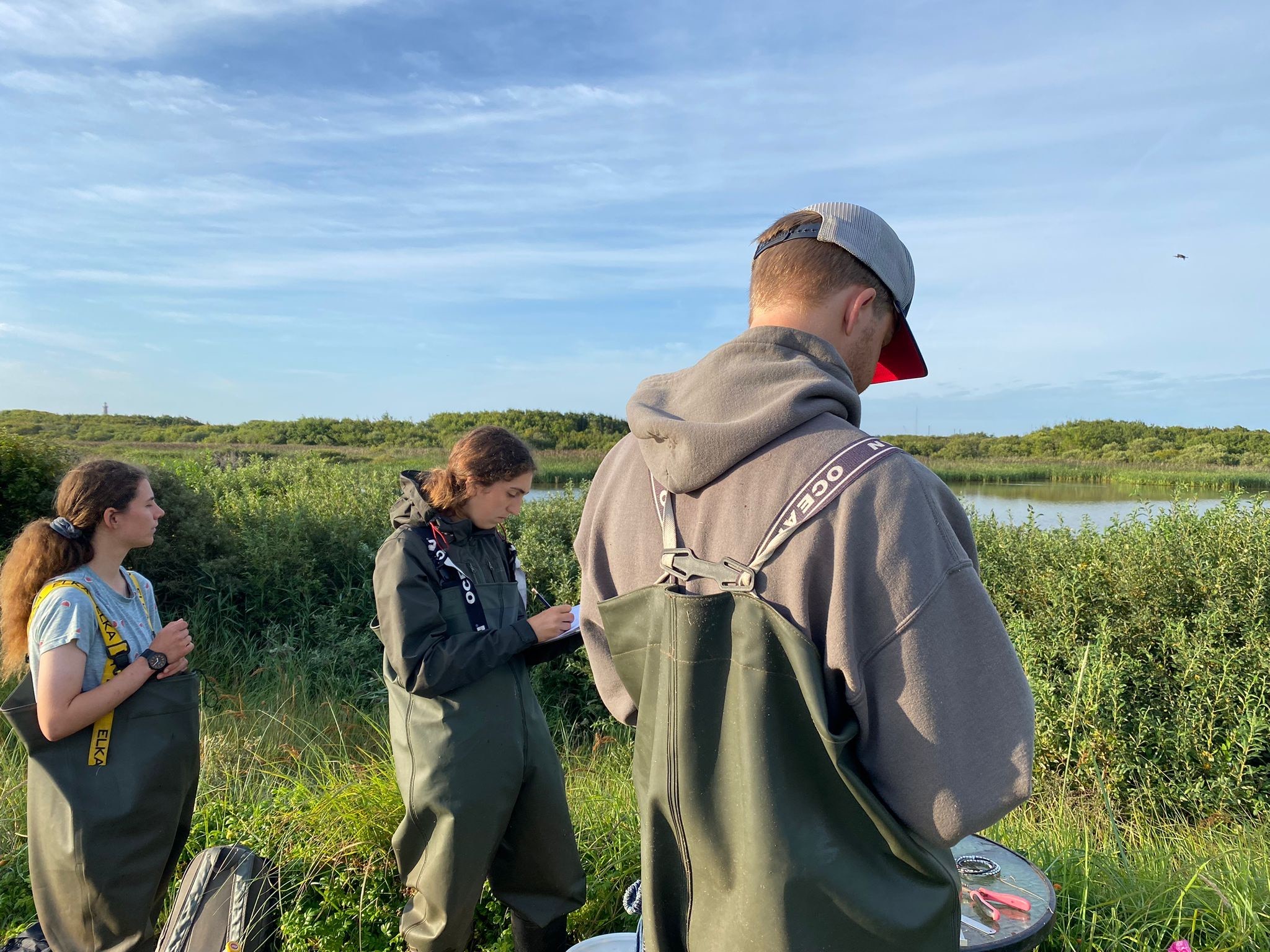 Ringing at Skarvsoen