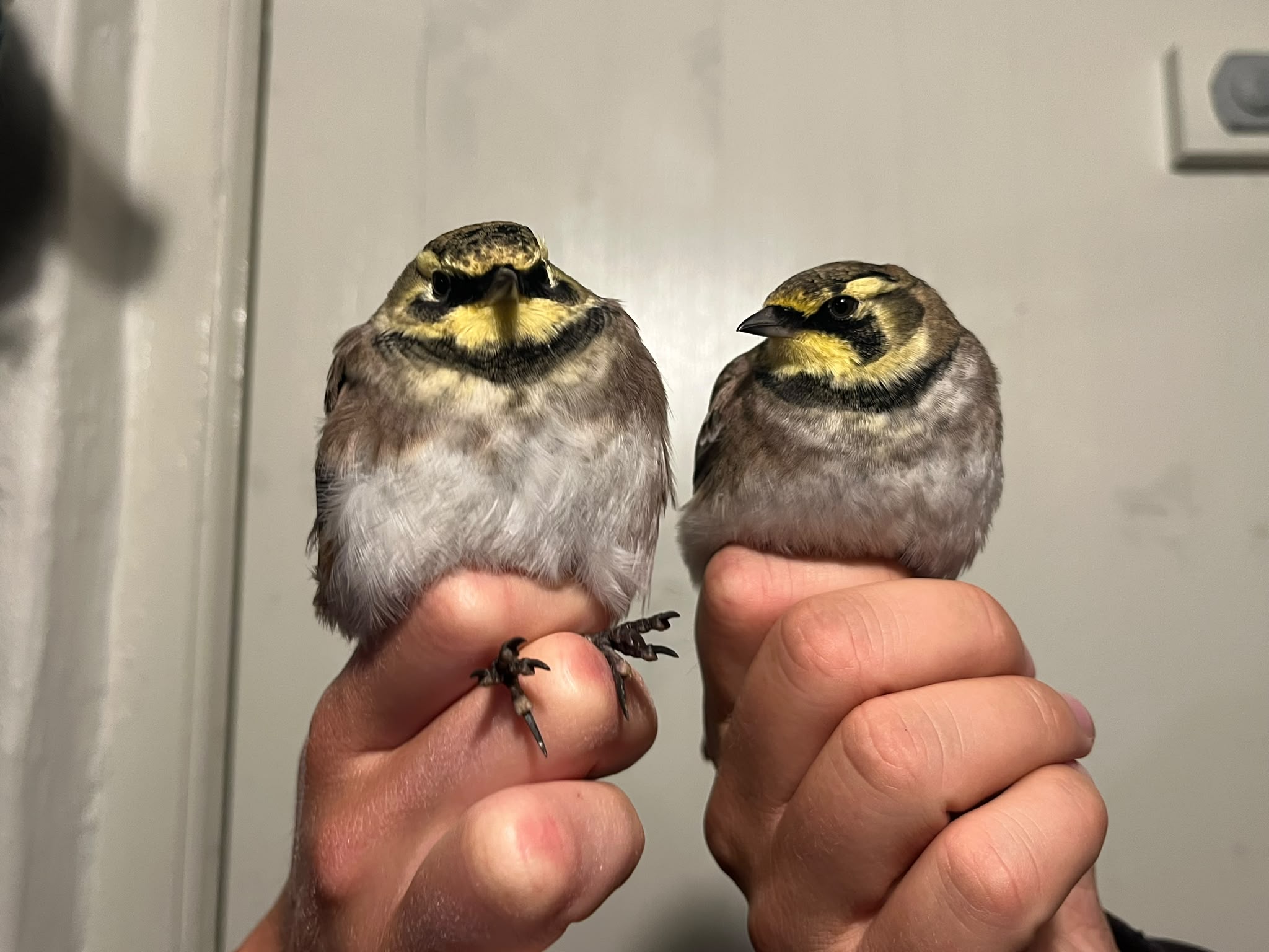 Shorelarks11.10.26.jpeg