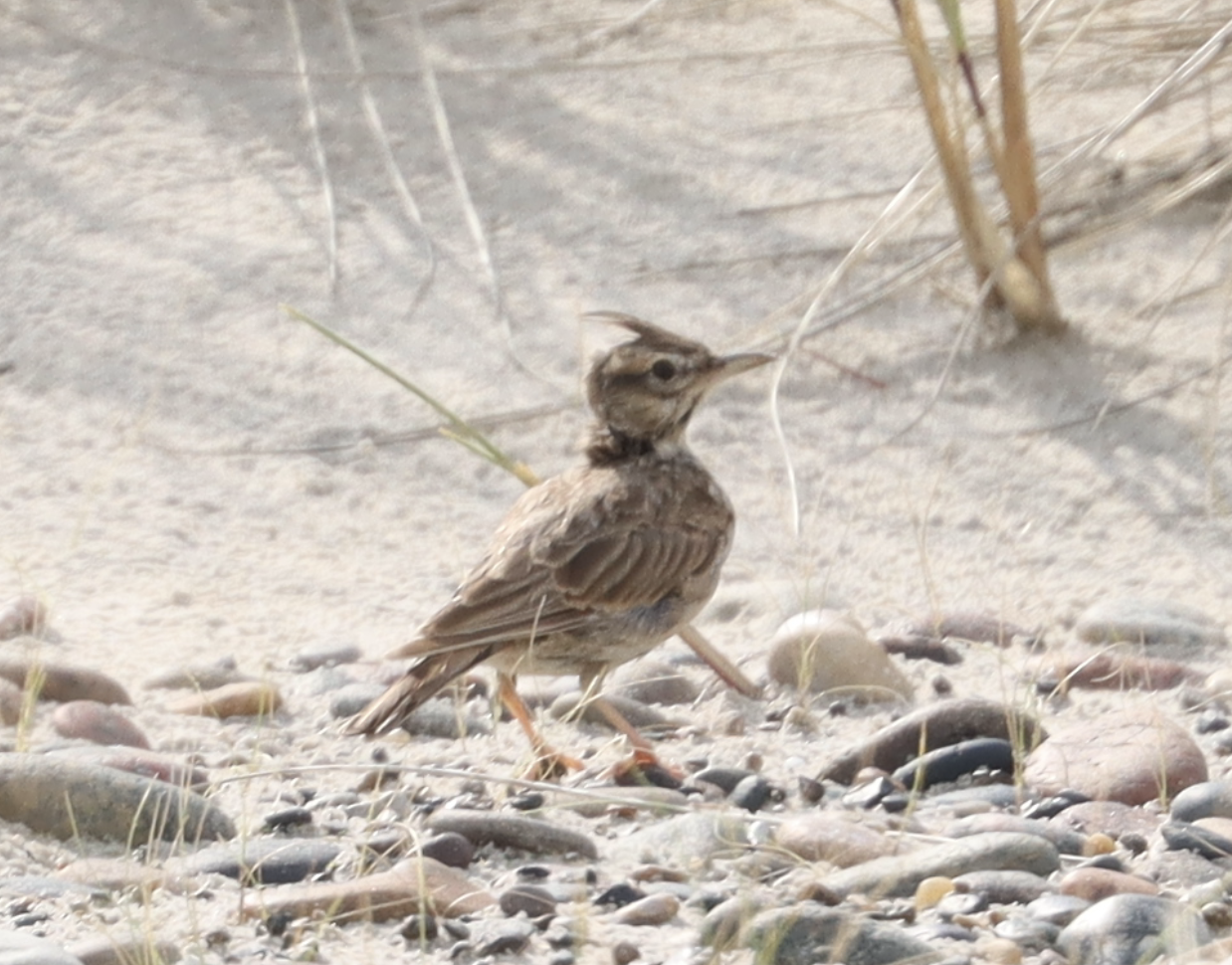 Toplærke, Crested Lark